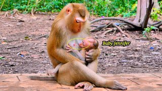 Monkey Luna is very nice to Baby Jennifer while She runs to hug her to help milk.