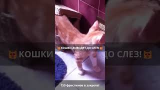 😂Кошки-комики: приколы и нарезки для смеха😂 Эпизод 726