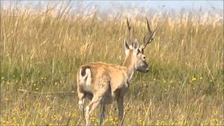 Pampas Deer (Ozotoceros bezoarticus arerunguaensis). May 2014. Uruguay