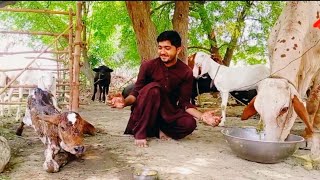 My Cow Give Birth A Cute Baby Calf | Bakra Eid Al Adha Qurbani 2021 • Majid Joza