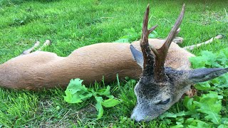 Kapitale Böcke zum Aufgang der Bockjagd