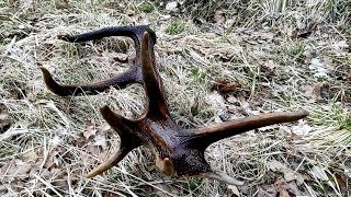 An interesting red stag antler / Zrzuty jelenia, ciekawa tyka