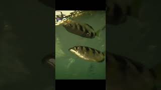 ఈ చేప నీటిని బాణంలా ​​వేస్తుంది | Archer fish attack #shorts #ytshorts