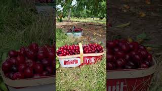 Cherry picking in Canada #canadascope #cherrypicking