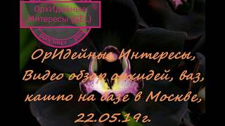 21.05.19 база #Обзор и наличие орхидей #Продажа и цены на орхидеи #выбор орхидеи #база Москва