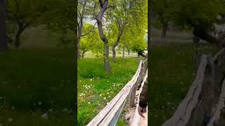 Hunza Garden Altit Fort #green #hunzavalley #shortsviral #viral #shorts #satisfying #beauty #tourism