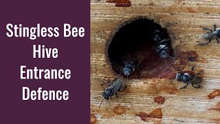 Stingless Bee Hive Entrance Structure