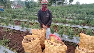 PERTANIAN KENTANG KEBUN BAPAK NGARINO