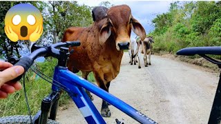 🚴🐂Un pequeño susto!!! 😱. Ganadería en la Cordillera Pizanda Cumbitara.