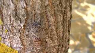 GREECE.CICADA FIGHT.LASSI.KEFALONIA.2014.