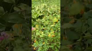 Weeding in the garden #gardening #organicgardens #outdoorgarden #urbanorganicgardener #outdoorlivin