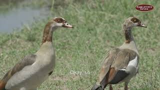 Egyptian Goose: A Closer Look at Africa's Ornamental Waterbird