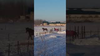 Красивые лошади в пригороде Хабаровска