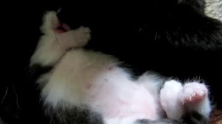 Small kitten, white paws.  Маленький котёнок, белые лапки