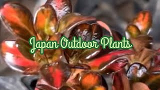 Outdoor Plants / Gardening / Ground Covers / Lawn Covers