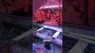 ANTAR SUAMI BELI IKAN HIAS #Aquascape #ikanhias #aquarium #paludariumindonesia