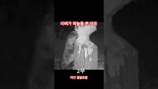 [결말포함] 비버가 하늘을 본 이유##애완동물#비버#동물의본능