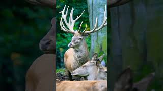 Beautiful Elks #wildlife #elks #wildanimals #youtubeshorts