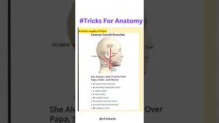 nerves mnemonics in the neck