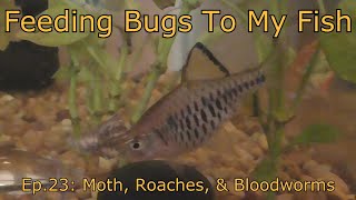 Feeding Bugs To My Fish ep.23: Moth, Roaches, & Bloodworms