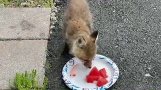 Fox Feeding time !!!!🦊🦊🦊