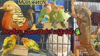 ನೋಡಲೇಬೇಕಾದ ಪಕ್ಷಿಗಳು🦜🐤 ನೀವೆಲ್ಲೂ ನೋಡಿರದ,ನೋಡಲೇಬೇಕಾದ ಪಕ್ಷಿಗಳು🦜 different types of birds🐦🦚 #subscribe