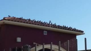 Oh look a Reflector with 50 pigeons in Florida