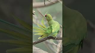 Stunning Rose-ringed parakeet self-care, preening & grooming with grace #ytshorts #shorts