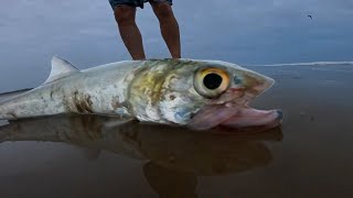 Tenía MAL SABOR este Pescado? | Pesca y Cocina