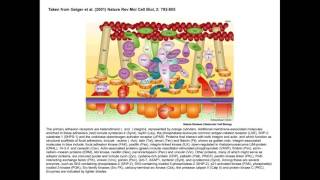 2017 Boot Camp_Lecture 10b_Adhesion receptors (Assoian)