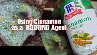 Successful Begonia Leaf Propagation |Cinnamon Powder as a Rooting Agent #begonia #howtopropagate