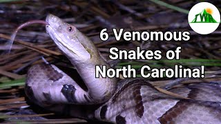 The Six Venomous Snakes of North Carolina: How To Identify A Venomous Snake!