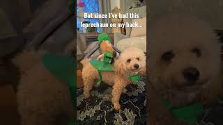 Shih Tzu & Toy Poodle's St. Patrick's Day. My Dog's Leprechaun