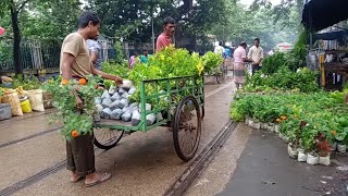 30 JULY VISIT GALIFF STREET FLOWER PLANTS MARKET IN KOLKATA | CHAMPA HIBISCUS BELI FLOWER