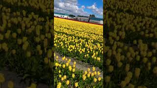 @visitkeukenhof8009 #lisse #viral #nature #beautifuldestinations #shorts  Lisse TulipsFarm #tulip