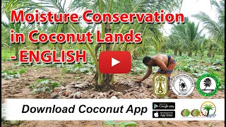 Moisture Conservation in Coconut Lands - ENGLISH