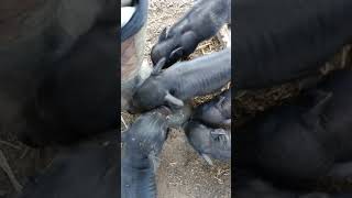 Piglets