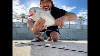 Chasing My First Pompano For 7 Days - Nearly Lost My Mind!  Finally Paid Off Using Wacky/Banana Jigs