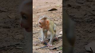 very quick #newborn #beautiful #baby #quick #monkey #smart