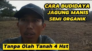 Part 1 : Budidaya Jagung Manis Tanpa Olah Tanah - SECADA 4 HST