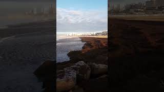 Praia da Rocha beach seaweed #shorts