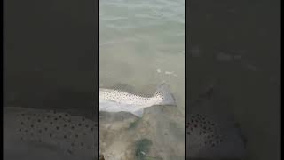 Trout Fishing #shorts #fishing #outdoor #shortfishing #pesca #adventure #texas #viral #viralvideo