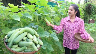 Cucumber in my vegetable garden is big enough for my recipe - Cooking with Sreypov