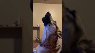 Dude the German Shepherd doing some morning howling!