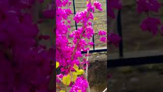 My Beautiful Chinese Redbud Flowers #springblossom #gardening