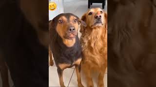 🤣FUNNY ANIMALS🤪1Sub Thxs