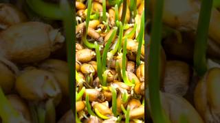 Seeds Sprouting Time Lapse Shots #growing #germination #timelapse #shorts