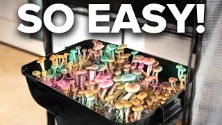 Why Everyone Is Growing Magic Mushrooms At Home