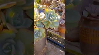 Sen đá bèo Nhật #succulents