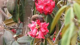 Brown-throated Fulvetta (Ludlow's Fulvetta), Mandala, Arunachal Pradesh, March 2024